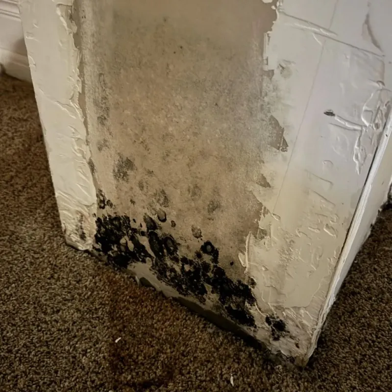 Professional Mold Removal in Bradford, PA